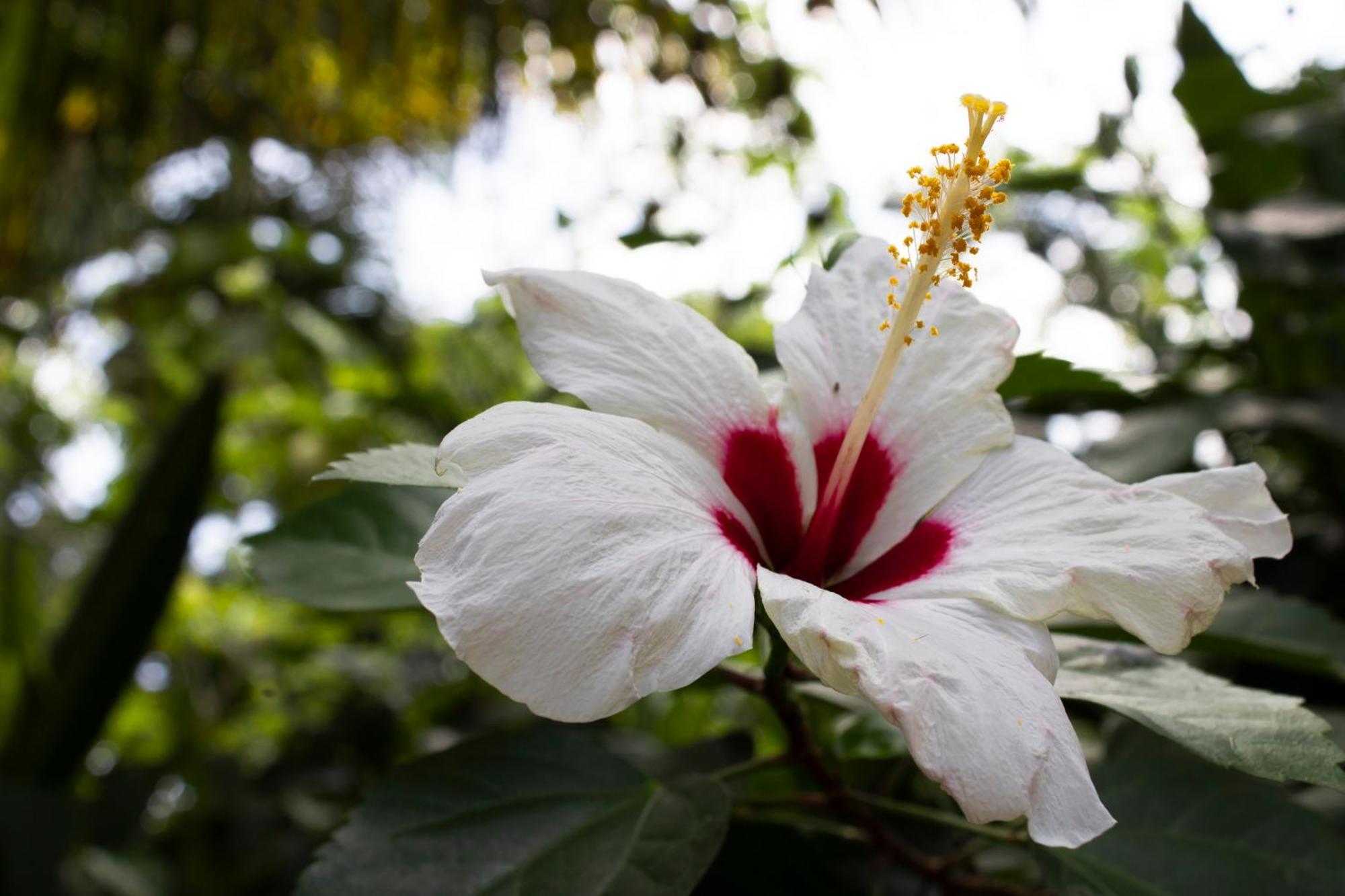 Wayanay Tayrona Eco Hostel Эль-Саино Экстерьер фото